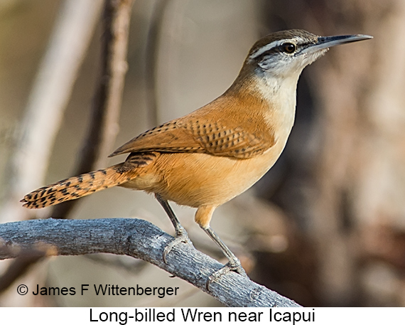 Long-billed Wren - © James F Wittenberger and Exotic Birding LLC