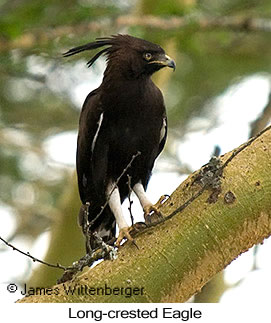 Long-crested Eagle - © James F Wittenberger and Exotic Birding LLC