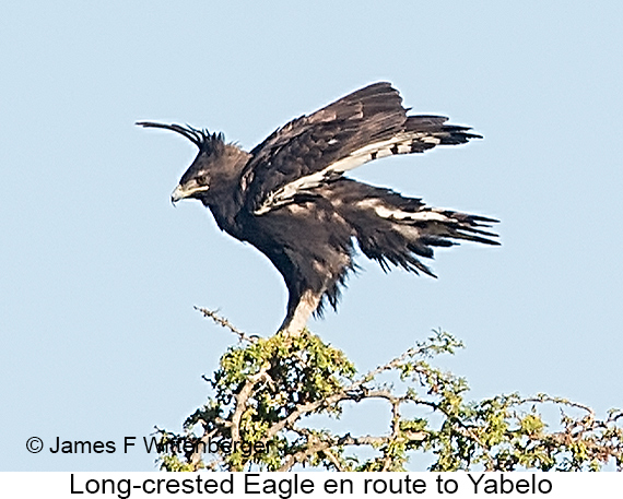 Long-crested Eagle - © The Photographer and Exotic Birding LLC