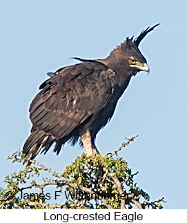 Long-crested Eagle - &copy; James F Wittenberger and Exotic Birding LLC