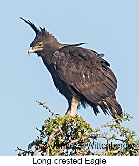 Long-crested Eagle - © James F Wittenberger and Exotic Birding LLC