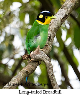 Long-tailed Broadbill - © James F Wittenberger and Exotic Birding LLC Long-tailed Broadbill - © James F Wittenberger and Exotic Birding LLC
