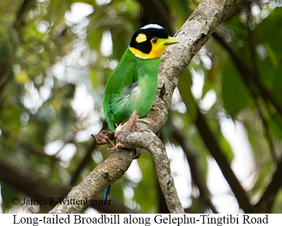 Long-tailed Broadbill - © James F Wittenberger and Exotic Birding LLC