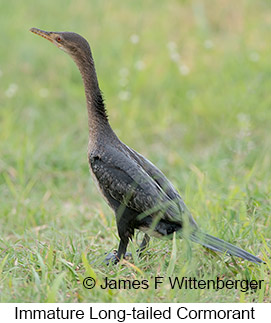 Immature Long-tailed Cormorant - © James F Wittenberger and Exotic Birding LLC