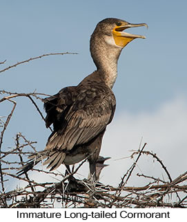 Long-tailed Cormorant - © Laura L Fellows and Exotic Birding LLC