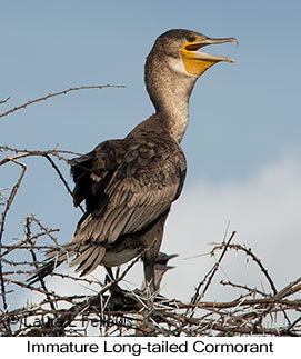 Long-tailed Cormorant - © Laura L Fellows and Exotic Birding LLC Long-tailed Cormorant - © Laura L Fellows and Exotic Birding LLC
