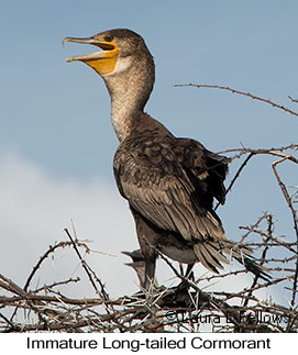 Long-tailed Cormorant - © Laura L Fellows and Exotic Birding LLC