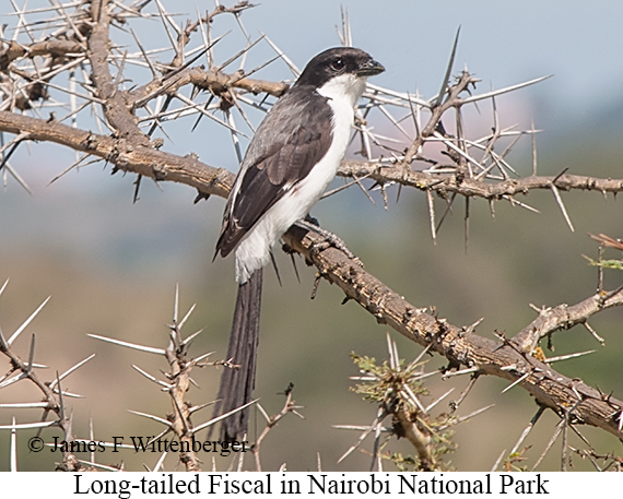 Long-tailed Fiscal - © James F Wittenberger and Exotic Birding LLC