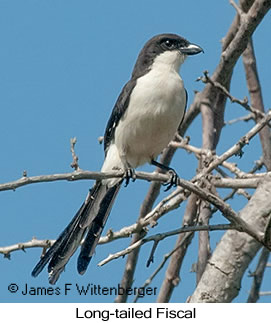 Long-tailed Fiscal - © James F Wittenberger and Exotic Birding LLC