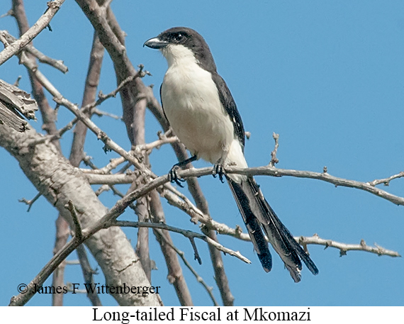 Long-tailed Fiscal - © James F Wittenberger and Exotic Birding LLC