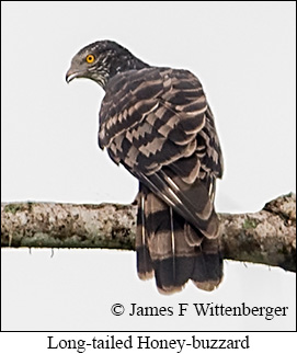 Long-tailed Honey-buzzard - &copy; James F Wittenberger and Exotic Birding LLC