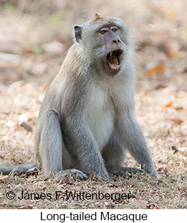 Long-tailed Macaque - © James F Wittenberger and Exotic Birding LLC