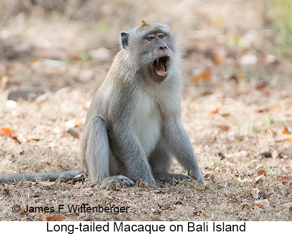 Long-tailed Macaque - © James F Wittenberger and Exotic Birding LLC