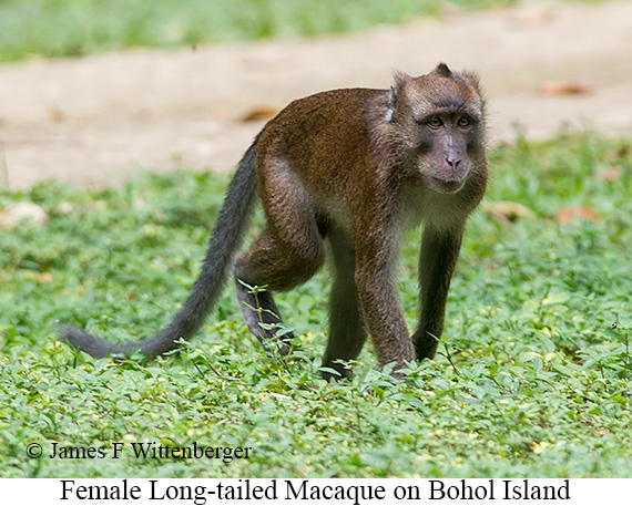 Long-tailed Macaque Female - © James F Wittenberger and Exotic Birding LLC