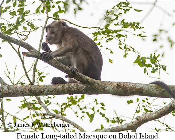 Long-tailed Macaque Female - © James F Wittenberger and Exotic Birding LLC
