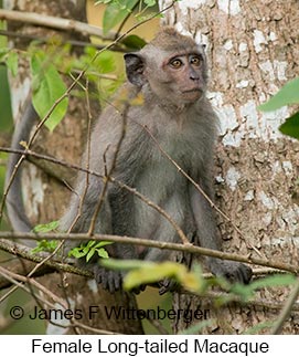 Long-tailed Macaque Female - &copy; James F Wittenberger and Exotic Birding LLC