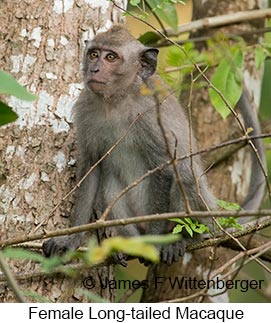 Long-tailed Macaque Female - © James F Wittenberger and Exotic Birding LLC