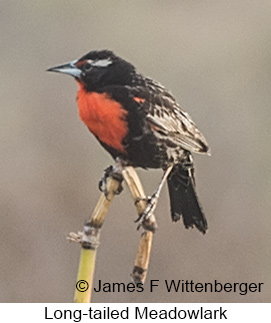 Long-tailed Meadowlark - © James F Wittenberger and Exotic Birding LLC Long-tailed Meadowlark - © James F Wittenberger and Exotic Birding LLC