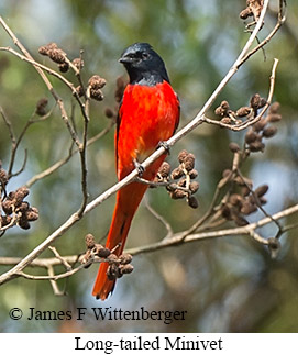 Long-tailed Minivet - © James F Wittenberger and Exotic Birding LLC