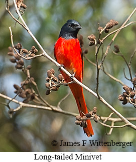 Long-tailed Minivet - © James F Wittenberger and Exotic Birding LLC