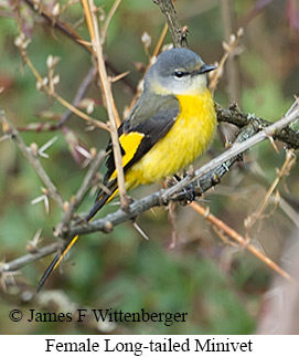 Female Long-tailed Minivet - © James F Wittenberger and Exotic Birding LLC Female Long-tailed Minivet - © James F Wittenberger and Exotic Birding LLC