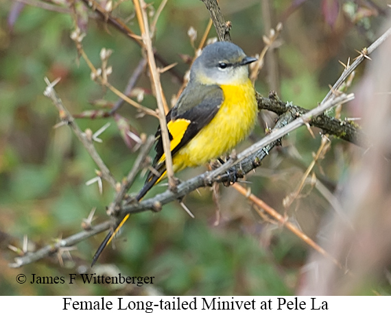 Female Long-tailed Minivet - © James F Wittenberger and Exotic Birding LLC Female Long-tailed Minivet - © James F Wittenberger and Exotic Birding LLC