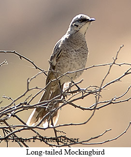 Long-tailed Mockingbird - © James F Wittenberger and Exotic Birding LLC