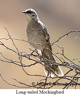 Long-tailed Mockingbird - © James F Wittenberger and Exotic Birding LLC