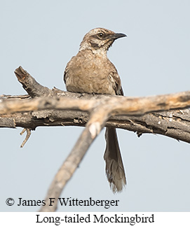 Long-tailed Mockingbird - &copy; James F Wittenberger and Exotic Birding LLC