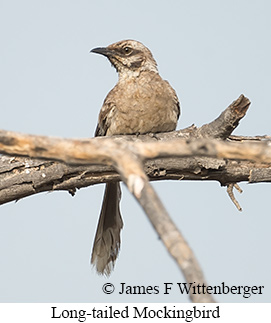 Long-tailed Mockingbird - &copy; James F Wittenberger and Exotic Birding LLC