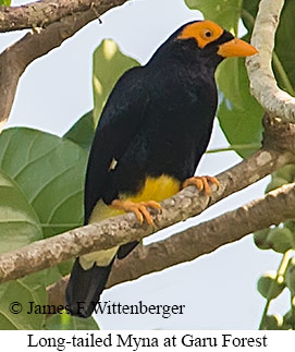 Long-tailed Myna - © James F Wittenberger and Exotic Birding LLC Long-tailed Myna - © James F Wittenberger and Exotic Birding LLC