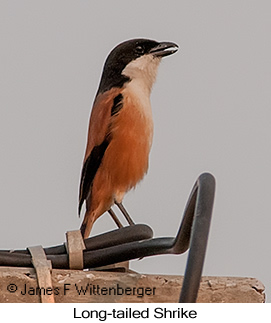 Long-tailed Shrike - © James F Wittenberger and Exotic Birding LLC