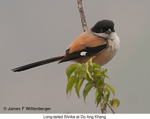 Long-tailed Shrike - © James F Wittenberger and Exotic Birding LLC