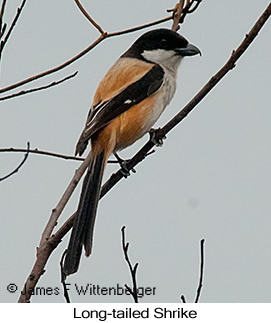 Long-tailed Shrike - © James F Wittenberger and Exotic Birding LLC