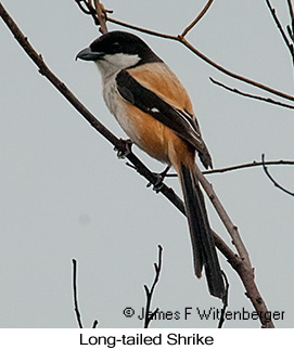 Long-tailed Shrike - © James F Wittenberger and Exotic Birding LLC