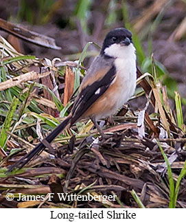 Long-tailed Shrike - © James F Wittenberger and Exotic Birding LLC