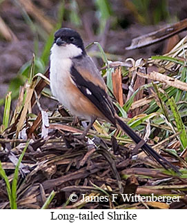 Long-tailed Shrike - &copy; James F Wittenberger and Exotic Birding LLC