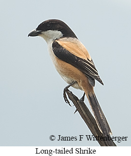 Long-tailed Shrike - © James F Wittenberger and Exotic Birding LLC
