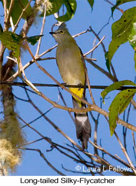 Long-tailed Silky-flycatcher - &copy; Laura L Fellows and Exotic Birding Tours