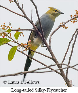 Long-tailed Silky-flycatcher - © Laura L Fellows and Exotic Birding LLC