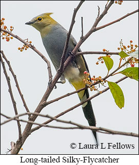 Long-tailed Silky-flycatcher - © Laura L Fellows and Exotic Birding LLC