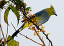 Long-tailed Silky-flycatcher - © Laura L Fellows and Exotic Birding LLC