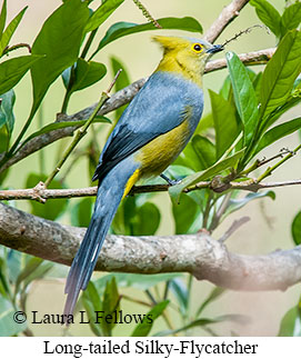Long-tailed Silky-flycatcher - © Laura L Fellows and Exotic Birding LLC Long-tailed Silky-flycatcher - © Laura L Fellows and Exotic Birding LLC