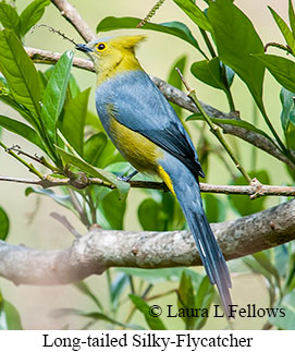 Long-tailed Silky-flycatcher - © Laura L Fellows and Exotic Birding LLC