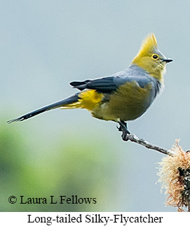 Long-tailed Silky-flycatcher - © Laura L Fellows and Exotic Birding LLC