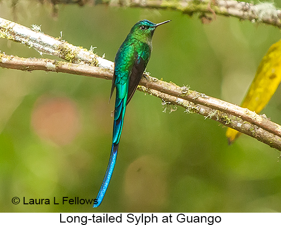 Long-tailed Sylph - © Laura L Fellows and Exotic Birding LLC