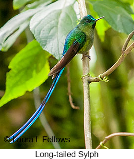 Long-tailed Sylph - © Laura L Fellows and Exotic Birding LLC