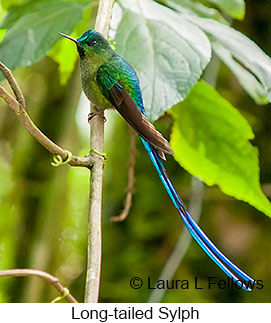 Long-tailed Sylph - © Laura L Fellows and Exotic Birding LLC