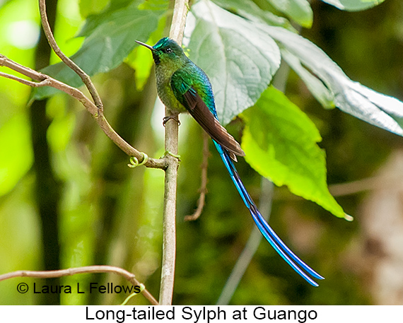 Long-tailed Sylph - © Laura L Fellows and Exotic Birding LLC