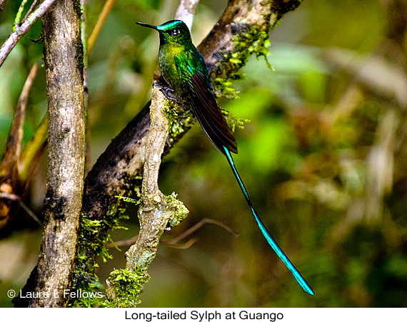 Long-tailed Sylph - © The Photographer and Exotic Birding LLC